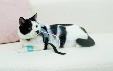 Гэрийн тэжээвэр амьтдын зүүж болох цусны даралт хэмжигчийг хэзээ хэрэглэх вэ.png