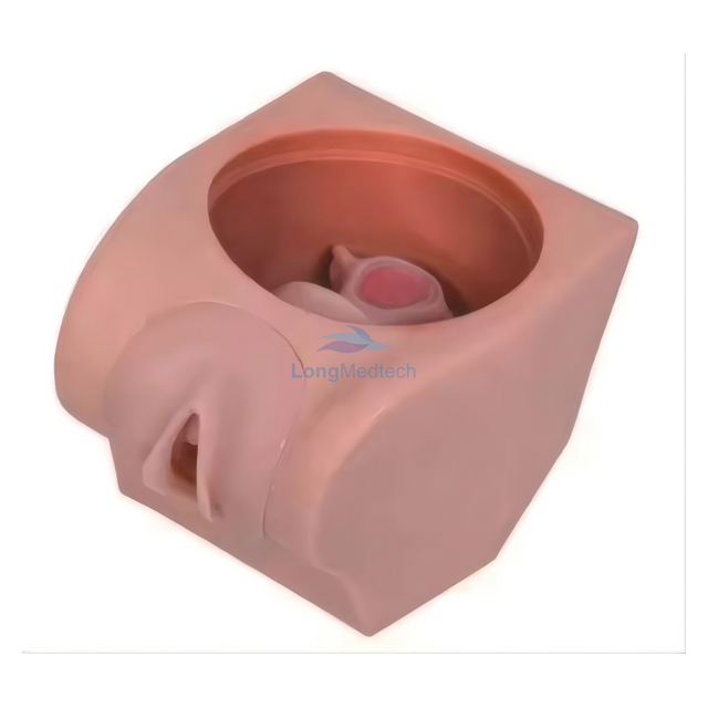 Модель усовершенствованной женской контрацепции LZB-502 для обучения гинекологии