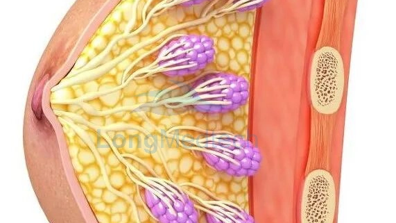 Compr&eacute;hension scientifique des nodules mammaires